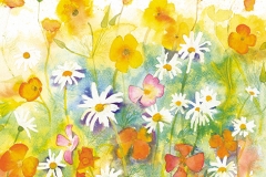 Californian Poppies and Daisies by Penny Silverthorne