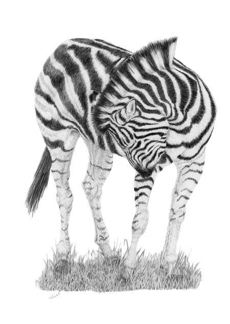 Zebra by Stuart Fowle